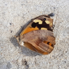 Heteronympha merope (Common Brown Butterfly) at Garran, ACT - 31 Dec 2022 by MatthewFrawley