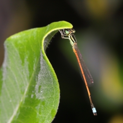 Ischnura aurora at Wellington Point, QLD - 27 Nov 2022 by TimL