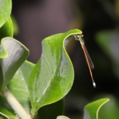 Ischnura aurora at Wellington Point, QLD - suppressed