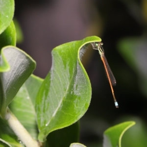 Ischnura aurora at Wellington Point, QLD - suppressed