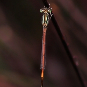 Ischnura aurora at Wellington Point, QLD - suppressed