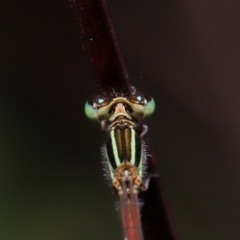 Ischnura aurora at Wellington Point, QLD - suppressed