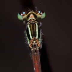 Ischnura aurora at Wellington Point, QLD - suppressed