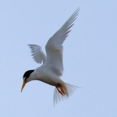 Sternula albifrons (Little Tern) at Wallagoot, NSW - 26 Dec 2022 by KylieWaldon