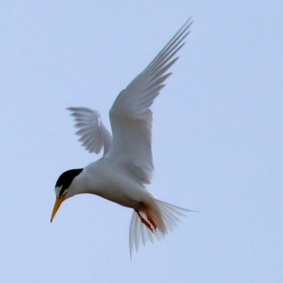 Sternula albifrons (Little Tern) at Wallagoot, NSW - 26 Dec 2022 by KylieWaldon