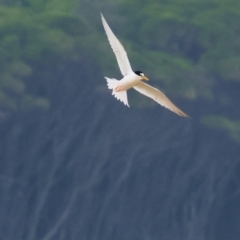 Sternula albifrons (Little Tern) at Wallagoot, NSW - 26 Dec 2022 by KylieWaldon