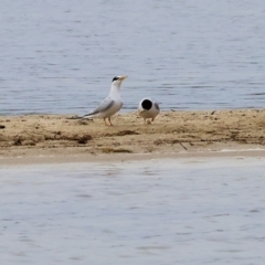 Sternula albifrons (Little Tern) at Wallagoot, NSW - 26 Dec 2022 by KylieWaldon