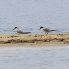 Sternula albifrons at Wallagoot, NSW - 26 Dec 2022