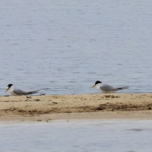 Sternula albifrons at Wallagoot, NSW - 26 Dec 2022