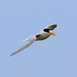 Sternula nereis at Wallagoot, NSW - suppressed