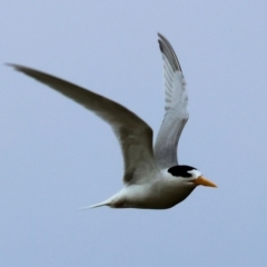 Sternula nereis at Wallagoot, NSW - suppressed