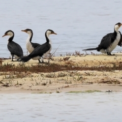 Microcarbo melanoleucos (Little Pied Cormorant) at Bournda Environment Education Centre - 25 Dec 2022 by KylieWaldon