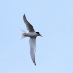 Sternula albifrons (Little Tern) at Wallagoot, NSW - 25 Dec 2022 by KylieWaldon