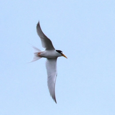 Sternula albifrons (Little Tern) at Wallagoot, NSW - 26 Dec 2022 by KylieWaldon