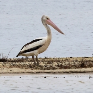 Pelecanus conspicillatus at Wallagoot, NSW - 26 Dec 2022