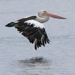 Pelecanus conspicillatus at Wallagoot, NSW - 26 Dec 2022