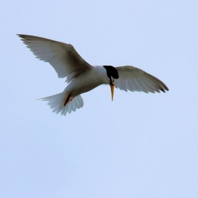 Sternula albifrons (Little Tern) at Wallagoot, NSW - 26 Dec 2022 by KylieWaldon