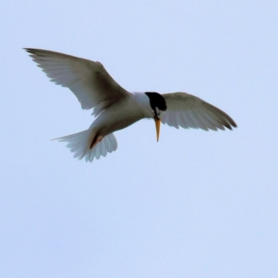 Sternula albifrons (Little Tern) at Bournda Environment Education Centre - 25 Dec 2022 by KylieWaldon
