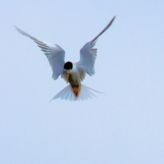 Sternula albifrons at Wallagoot, NSW - 26 Dec 2022 09:29 AM