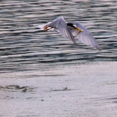 Sternula albifrons at Wallagoot, NSW - 26 Dec 2022 09:29 AM