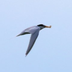 Sternula albifrons at Wallagoot, NSW - 26 Dec 2022 09:29 AM