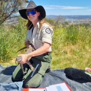 Varanus rosenbergi at Watson, ACT - suppressed