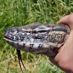 Varanus rosenbergi at Watson, ACT - suppressed