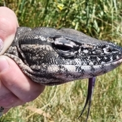 Varanus rosenbergi at Watson, ACT - 11 Dec 2022