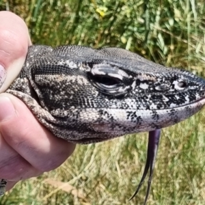 Varanus rosenbergi at Watson, ACT - suppressed