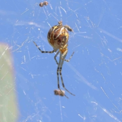 Theridion sp. (genus) (Tangle-web spider) at Dryandra St Woodland - 25 Dec 2022 by ConBoekel