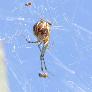 Theridion sp. (genus) at O'Connor, ACT - 26 Dec 2022