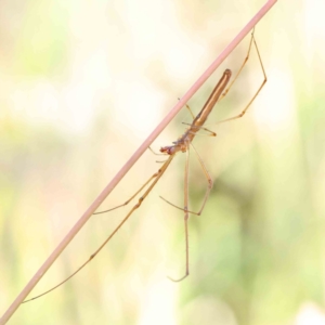 Tetragnatha sp. (genus) at O'Connor, ACT - 26 Dec 2022 09:15 AM