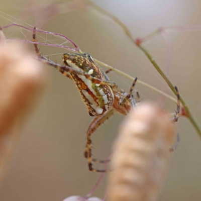 Plebs bradleyi (Enamelled spider) at Dryandra St Woodland - 25 Dec 2022 by ConBoekel
