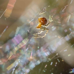 Theridion sp. (genus) (Tangle-web spider) at Dryandra St Woodland - 25 Dec 2022 by ConBoekel