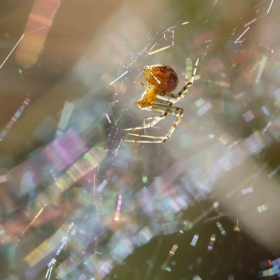 Theridion sp. (genus) (Tangle-web spider) at O'Connor, ACT - 26 Dec 2022 by ConBoekel