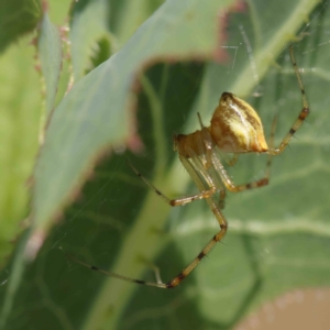 Theridion pyramidale at O'Connor, ACT - 26 Dec 2022 09:54 AM