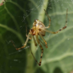 Theridion pyramidale at O'Connor, ACT - 26 Dec 2022 09:54 AM