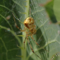 Theridion pyramidale at O'Connor, ACT - 26 Dec 2022 09:54 AM