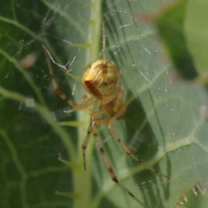 Theridion pyramidale at O'Connor, ACT - 26 Dec 2022