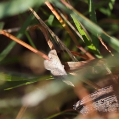 Taxeotis intextata (Looper Moth, Grey Taxeotis) at O'Connor, ACT - 25 Dec 2022 by ConBoekel