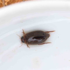 Rhantus suturalis (A predaceous diving beetle) at O'Connor, ACT - 29 Dec 2022 by ConBoekel