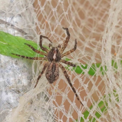 Pisauridae (family) (Water spider) at Dryandra St Woodland - 29 Dec 2022 by ConBoekel