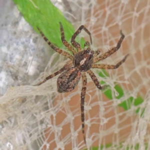 Pisauridae (family) at O'Connor, ACT - 29 Dec 2022