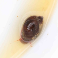 Isidorella hainesii (Haine’s pouch snail) at Dryandra St Woodland - 29 Dec 2022 by ConBoekel