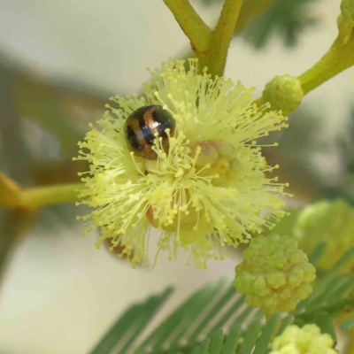 Peltoschema mansueta (A leaf beetle) at Dryandra St Woodland - 18 Dec 2022 by ConBoekel