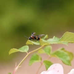 Pterygophorus cinctus (Bottlebrush sawfly) at Holt, ACT - 1 Jan 2023 by darrenw