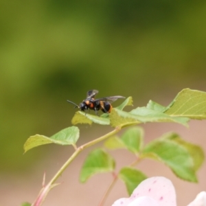 Pterygophorus cinctus at Holt, ACT - suppressed