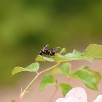 Pterygophorus cinctus (Bottlebrush sawfly) at Holt, ACT - 1 Jan 2023 by darrenw