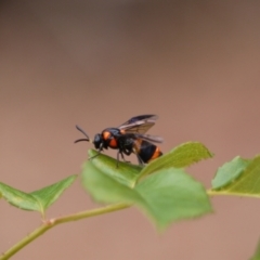 Pterygophorus cinctus at Holt, ACT - suppressed