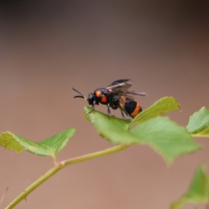 Pterygophorus cinctus at Holt, ACT - 1 Jan 2023